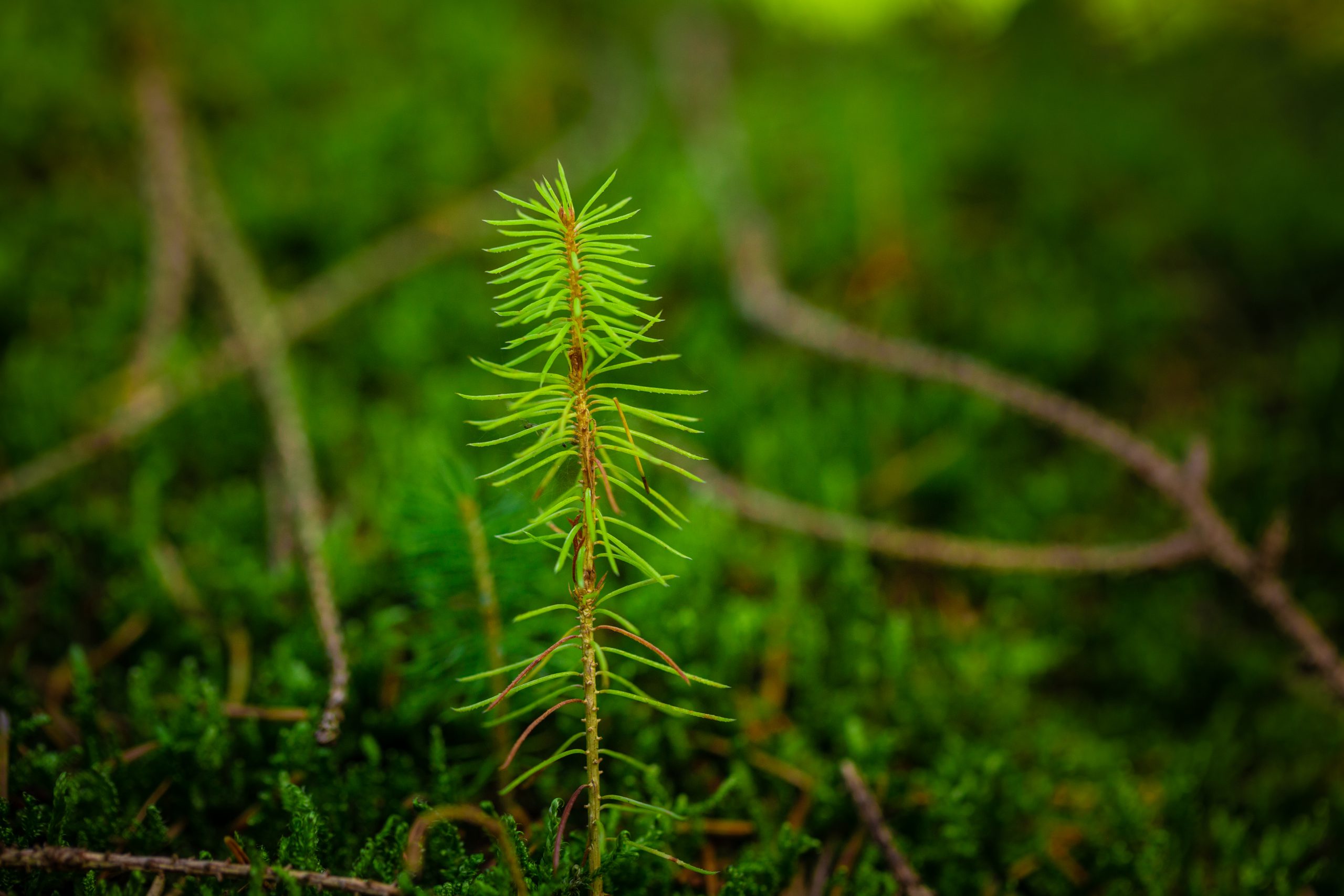 A young sapling of spruce grows in the forest ground with green moss.
